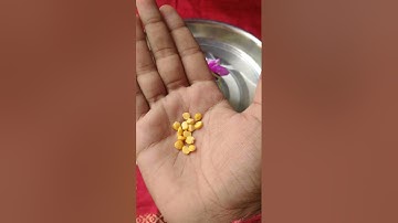 अष्टमी के दिन 14 दाने चने की दाल से करें उपाय पण्डित प्रदीप मिश्रा जी