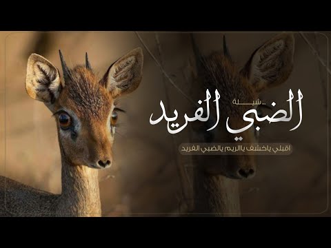 شيلة الضبي الفريد جديدة 2025 اقبلي ياخشف ياالريم ياالضبي الفريد افخم شيلة مدح بنات حماسيه طرررب