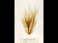 Ectocarpus algae | Complete Guide: Structure, Life Cycle & Classification | Bio Insight with siddhi