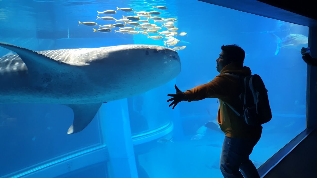 Osaka Aquarium Tour YouTube