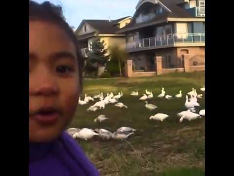 "Look at all those chickens" vine