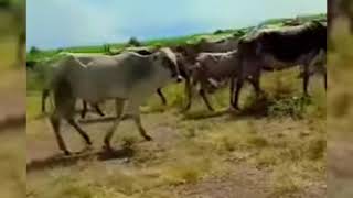 Ashwil is a stunning Shilluk woman. wedded to cows that were stolen