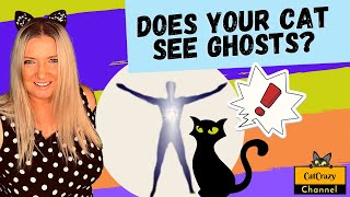Can Cats see Spirits? 😻 CatCrazy