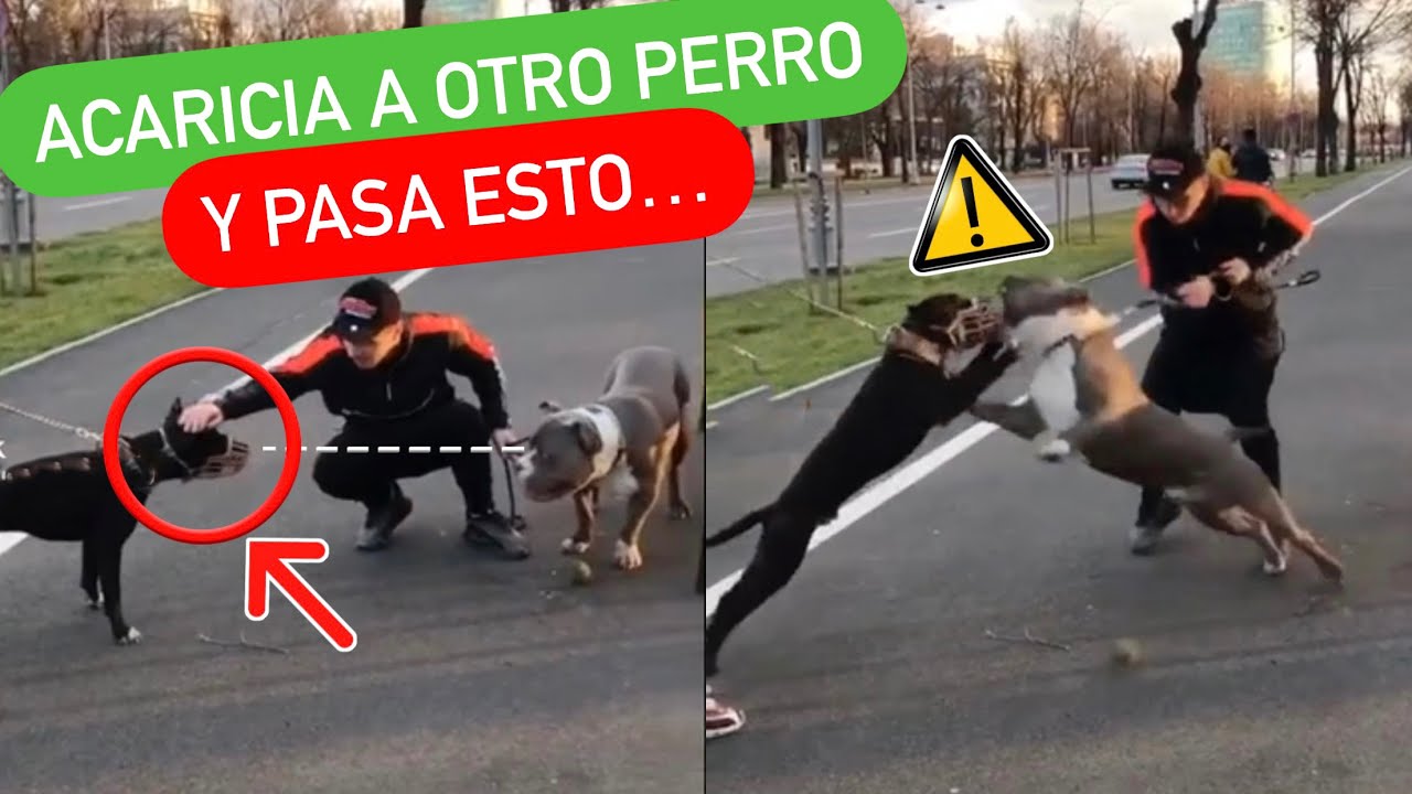 ¿Cómo SOCIALIZAR a tu PERRO? 👉 NUNCA ❌, PERO NUNCA, HAGAS ESTO! 🚨 | 4EverDogs