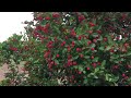 Red berry fruit plants  adilabad jail