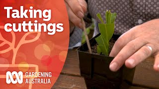 Softwood, hardwood and semi-hardwood cuttings | Gardening 101 | Gardening Australia screenshot 4