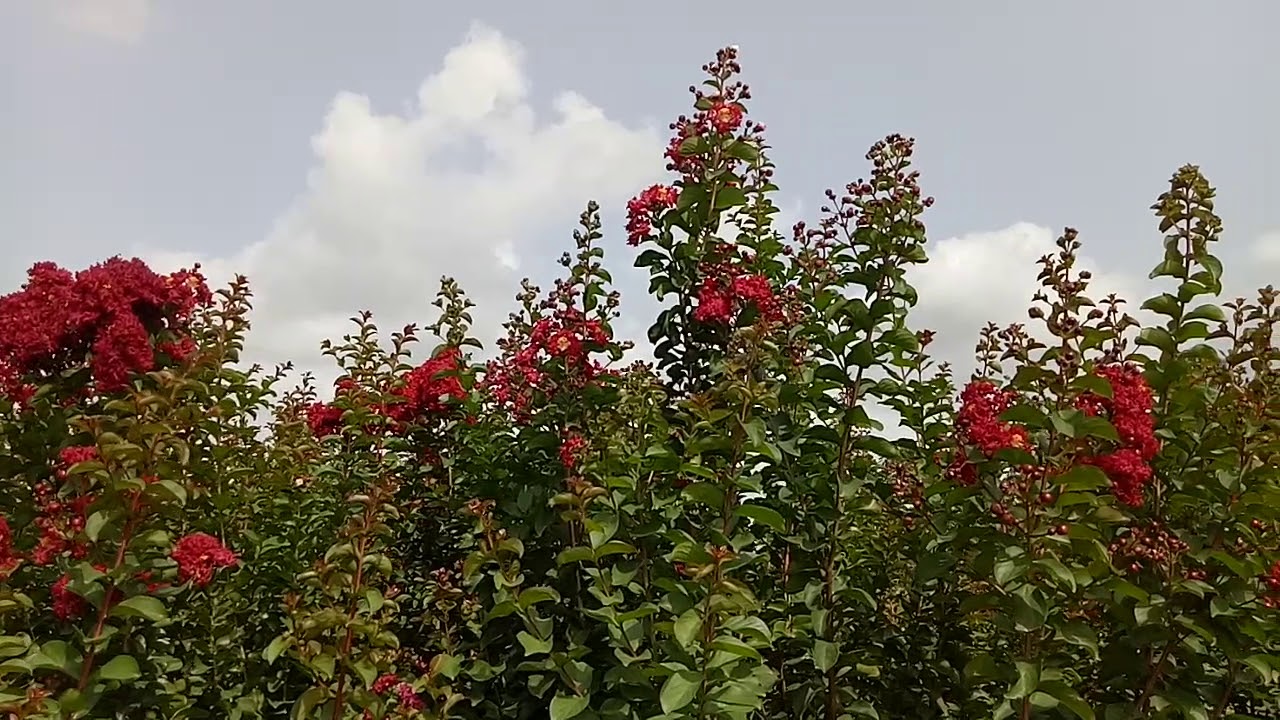 Lagerstroemia indica red flowering....