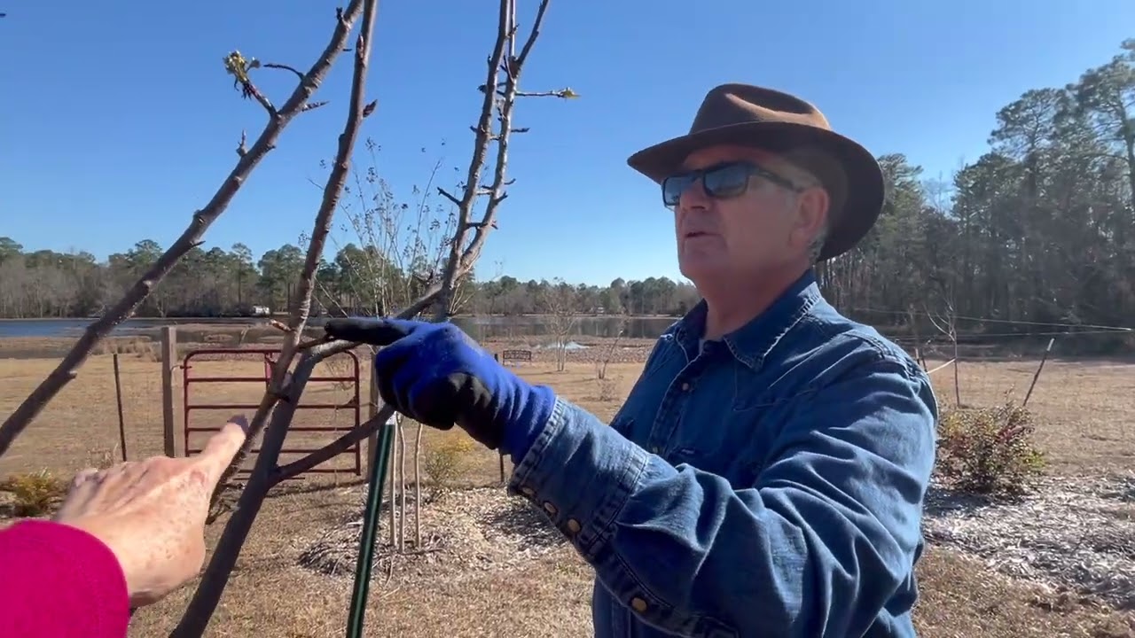 How to Prune Pear & Peach Trees: Best Practices for Our Backyard Orchard