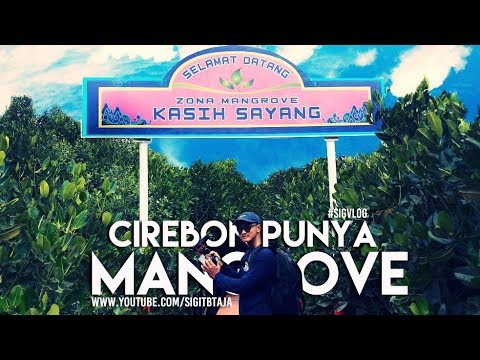 Naik Rakit Nelayan Wisata Hutan Mangrove Mundu Cirebon Sigvlog Naik Rakit Nelayan Wisata Hutan Mangrove Mundu Cirebon Sigvlog
