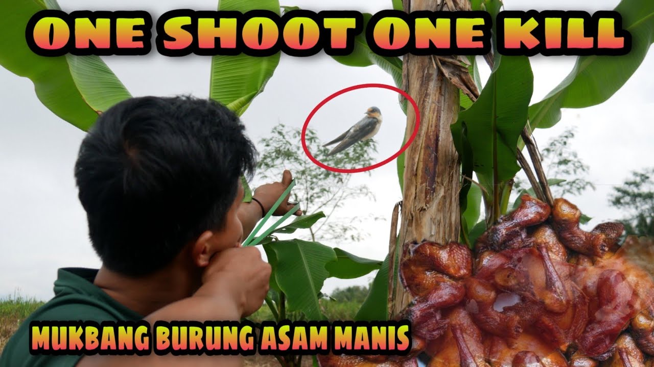 Dewa Ketapel Berulah!!! Membantu Petani Berburu Burung Hama Disawah | Bird Hunting with Slingshot