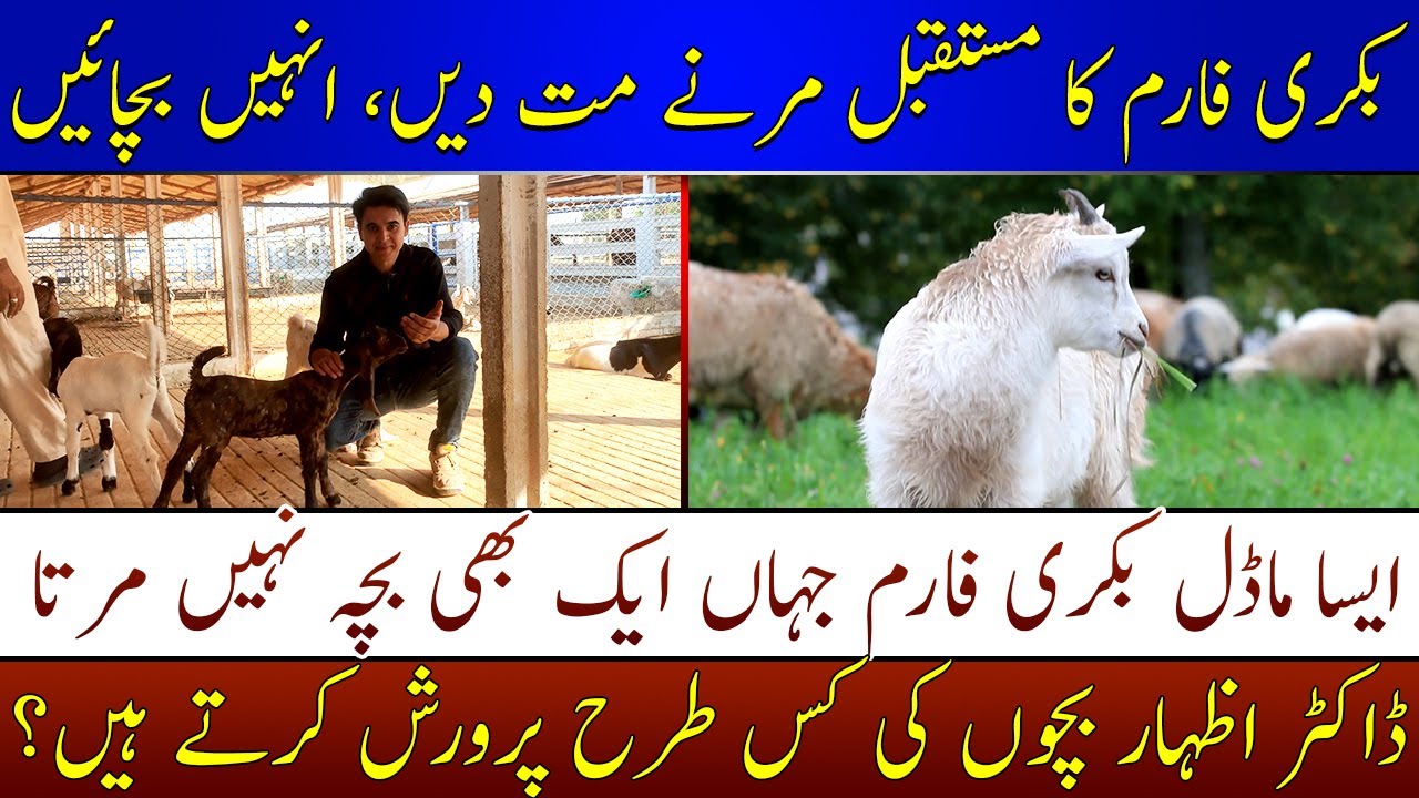 How to save goat kids| Goat farming business| Why goat farming is risky? بکری کے بچے کیسے بچائیں