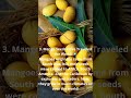 Mangoes: The King of Fruits 🥭👑