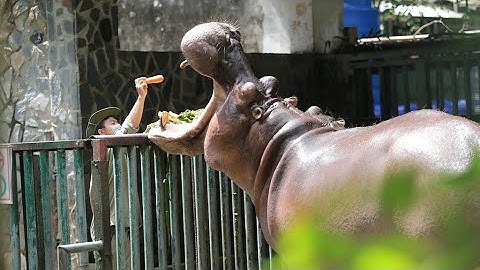 Cận cảnh chăm sóc bầy thú tại Thảo Cầm Viên Sài Gòn trong giai đoạn giãn cách: Khung cảnh vắng lặng!