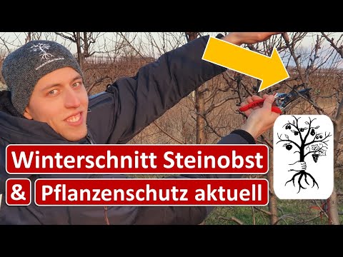 Video: Was verursacht Pfirsich-Kronengalle – Reparatur eines Pfirsichbaums mit Kronengallenkrankheit