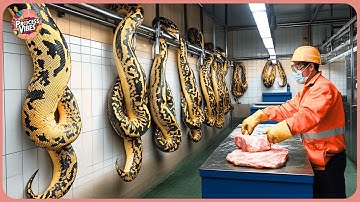 How A Farmer Makes 2 Million Dollars From Python Skin   Snake Farm |  Processing Factory