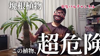 【塊根植物】超危険な植え替え？！パキポディウムラメリーを植え替えてみた