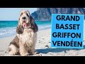 Grand Basset Griffon Vendéen - TOP 10 Interesting Facts