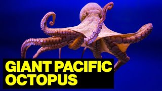 Giant Pacific OCTOPUS Of Primorsky Krai // Wildlife Photographer by Our planet 81 views 1 day ago 21 minutes