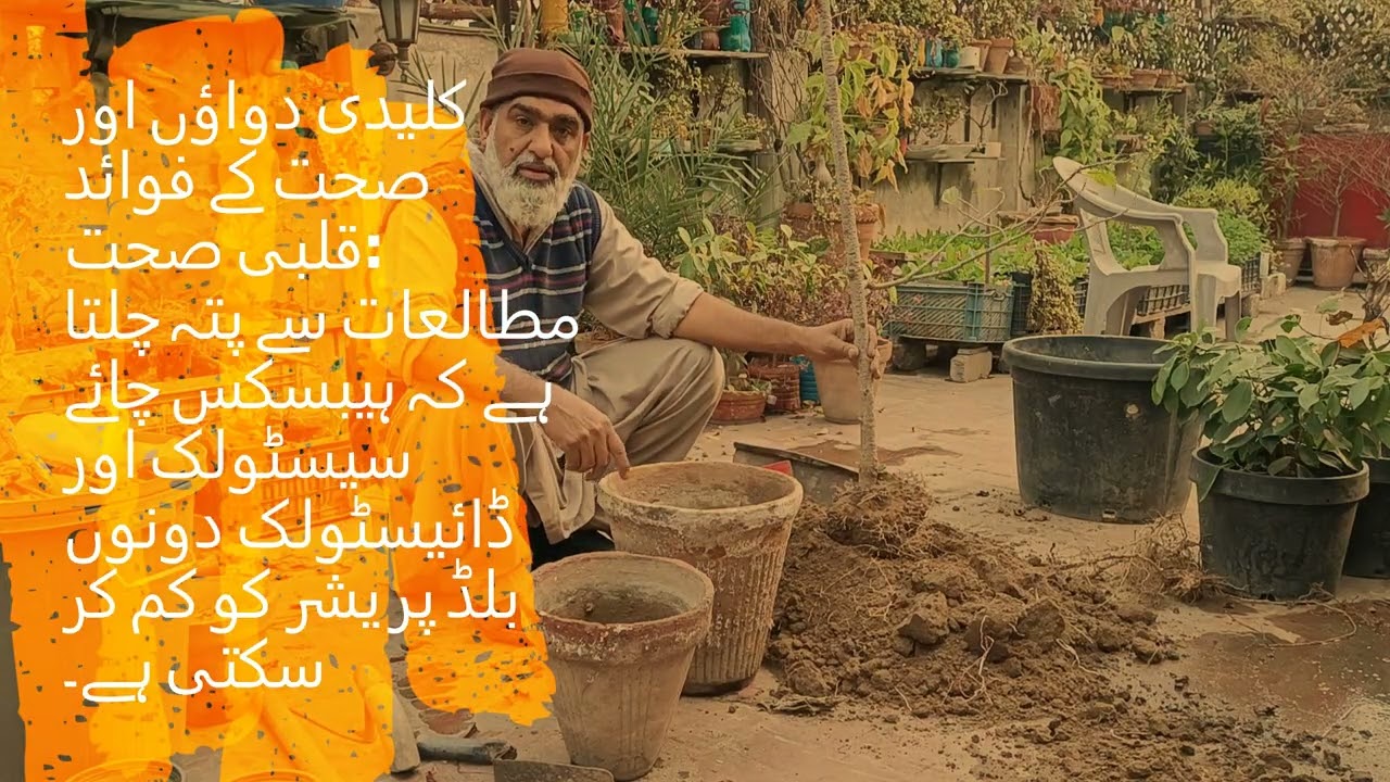 HOW REPOT HISBISCUS PLANT & HOW TO GROW CUTTINGS