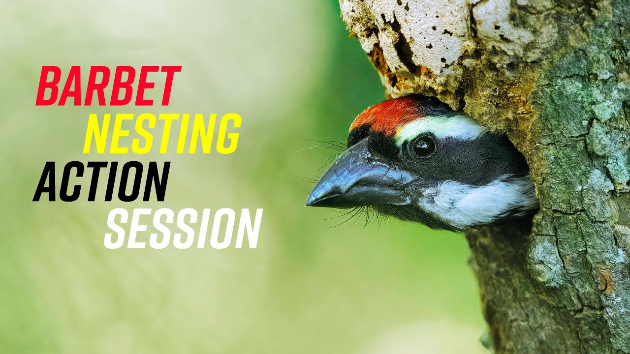 Acacia Pied Barbet Nesting Hole - Majik Forest, Durbanville