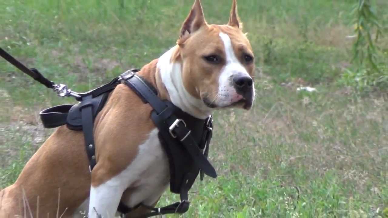 American Staffordshire Terrier in Extra Strong Leather