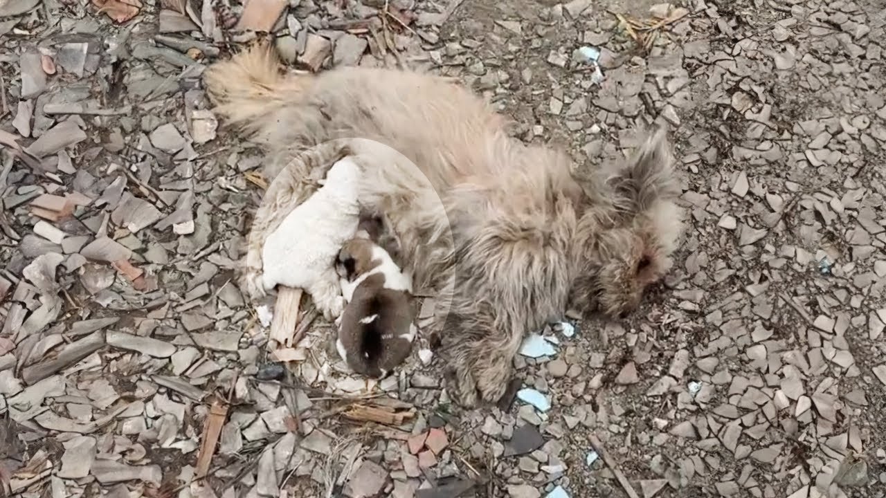 The mother dog begged for help for her starving puppies and then ...