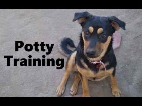 how-to-potty-train-a-labrottie-puppy---labrottie-house-training---housebreaking-labrottie-puppies