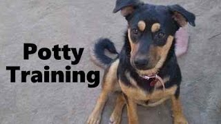How To Potty Train A Labrottie Puppy - Labrottie House Training - Housebreaking Labrottie Puppies