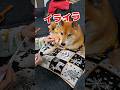 柴犬ロック 歯磨きイヤ! #柴犬ロック #柴犬 #shibainu #拒否柴 #dog #しばいぬ #shiba #柴犬のいる暮らし #ペット #動物