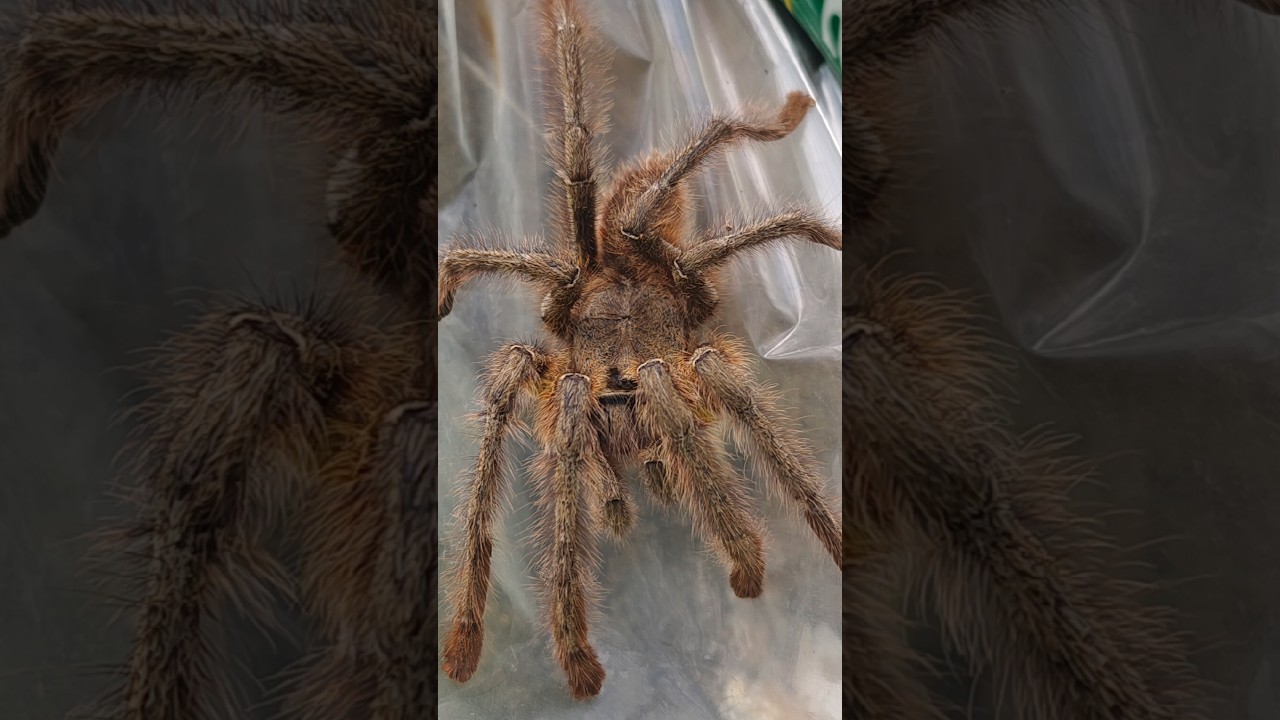 Avicularia purpurea (spider)