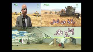 انطلاق موسم الحصاد و الدرس بولاية عين الدفلى ببلغو مليون قنطار من اقمح