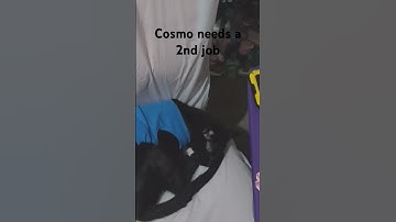 Lazy #cat #cats #catshorts #catreels #catreel #catlover #catlover #catvideos #catshorts #catlovers