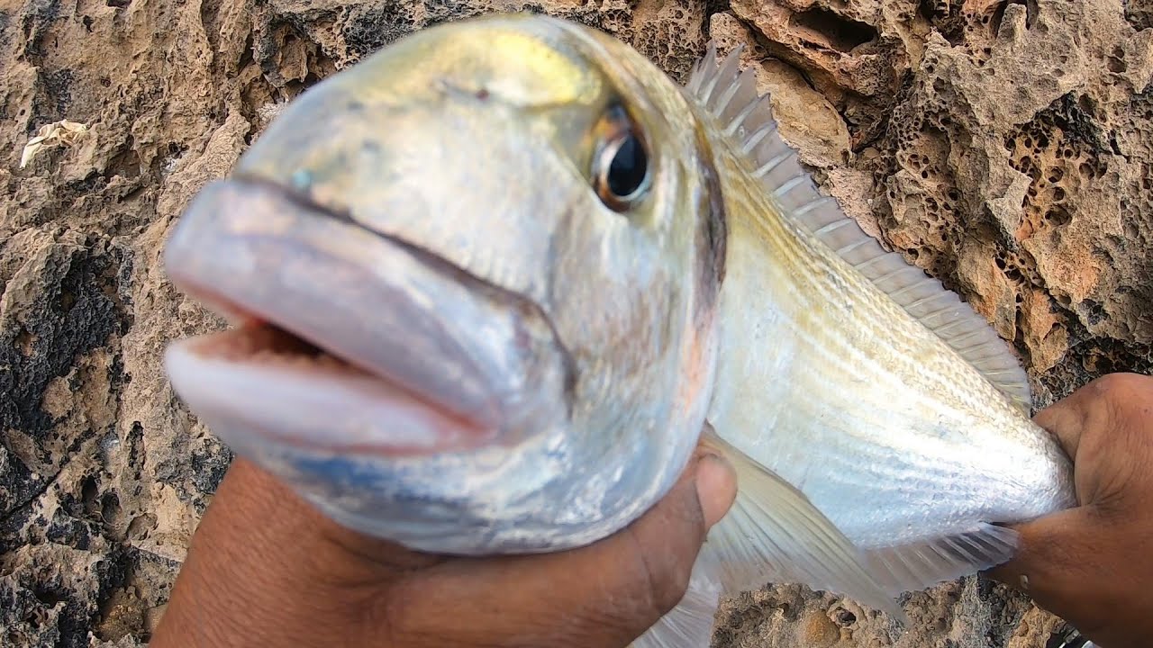 الصيد بقصبتين الإثارة والتشويق والتقاوس والحصيلة آخر الفيديو فرجة ممتعة