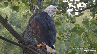 Decorah Eagles. DM2 on the skywalk - explore.org 08-14-2021