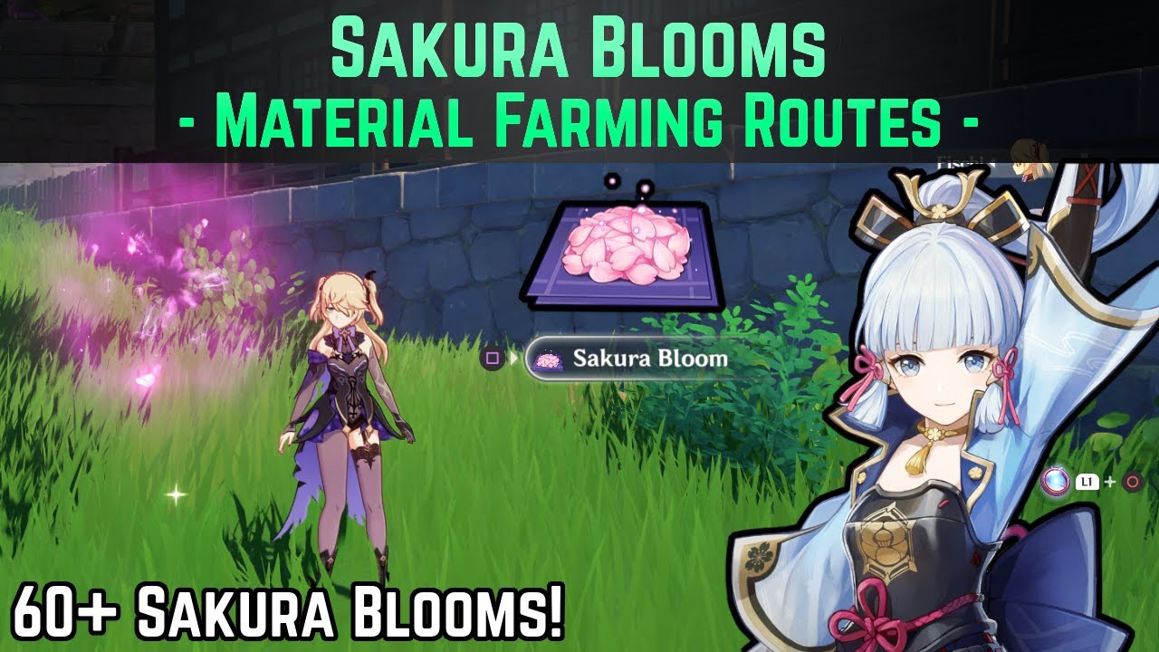 Sakura Bloom Farming Routes (60+ Available to Collect!) | Genshin