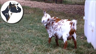 picture Listeria Treatment In Sheep listeriosis in goat