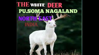 THE WHITE DEER//THILHA THUSIM//TRUE STORY(GHOST STORY).NORTH EAST INDIA