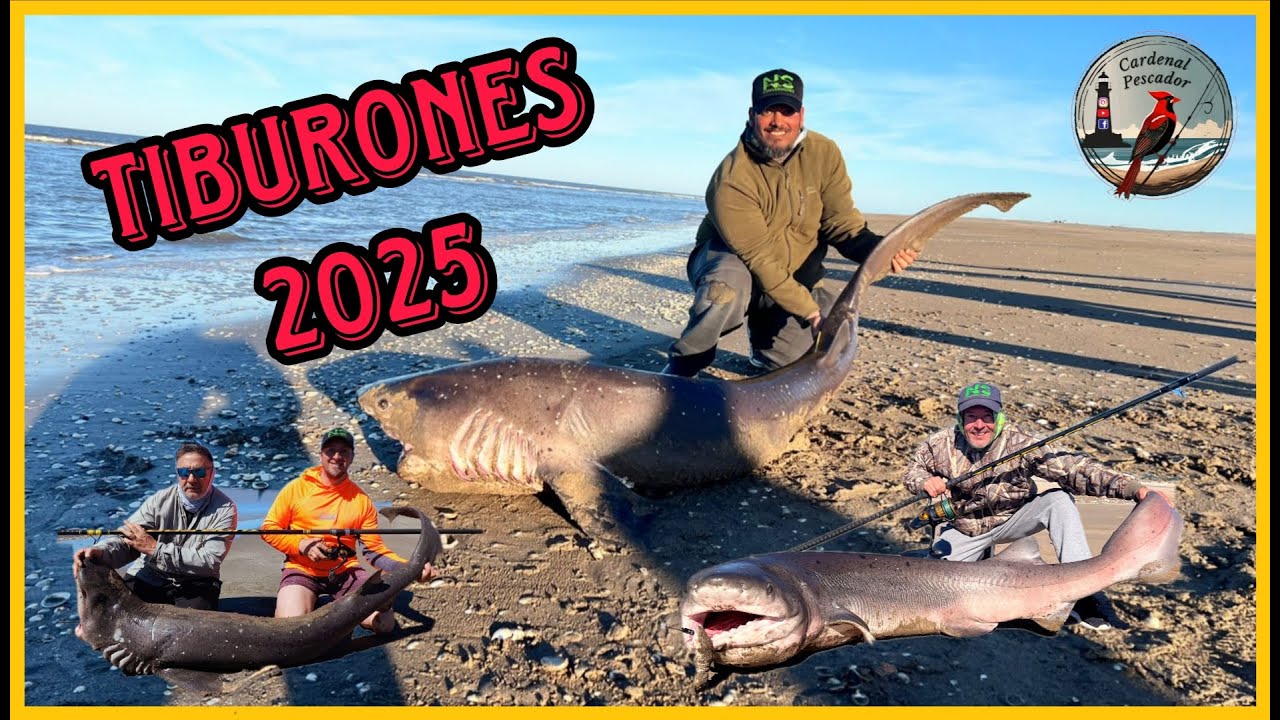 Increíble jornada de Tiburones 🦈 Gatopardos en San Clemente 2025. Marcado y devolución.