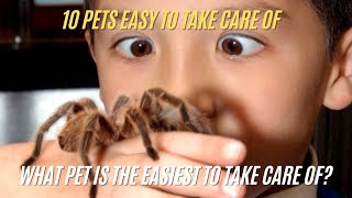 10 Pets Easy to Take Care of - Low Maintenance Pets You Can Own screenshot 4