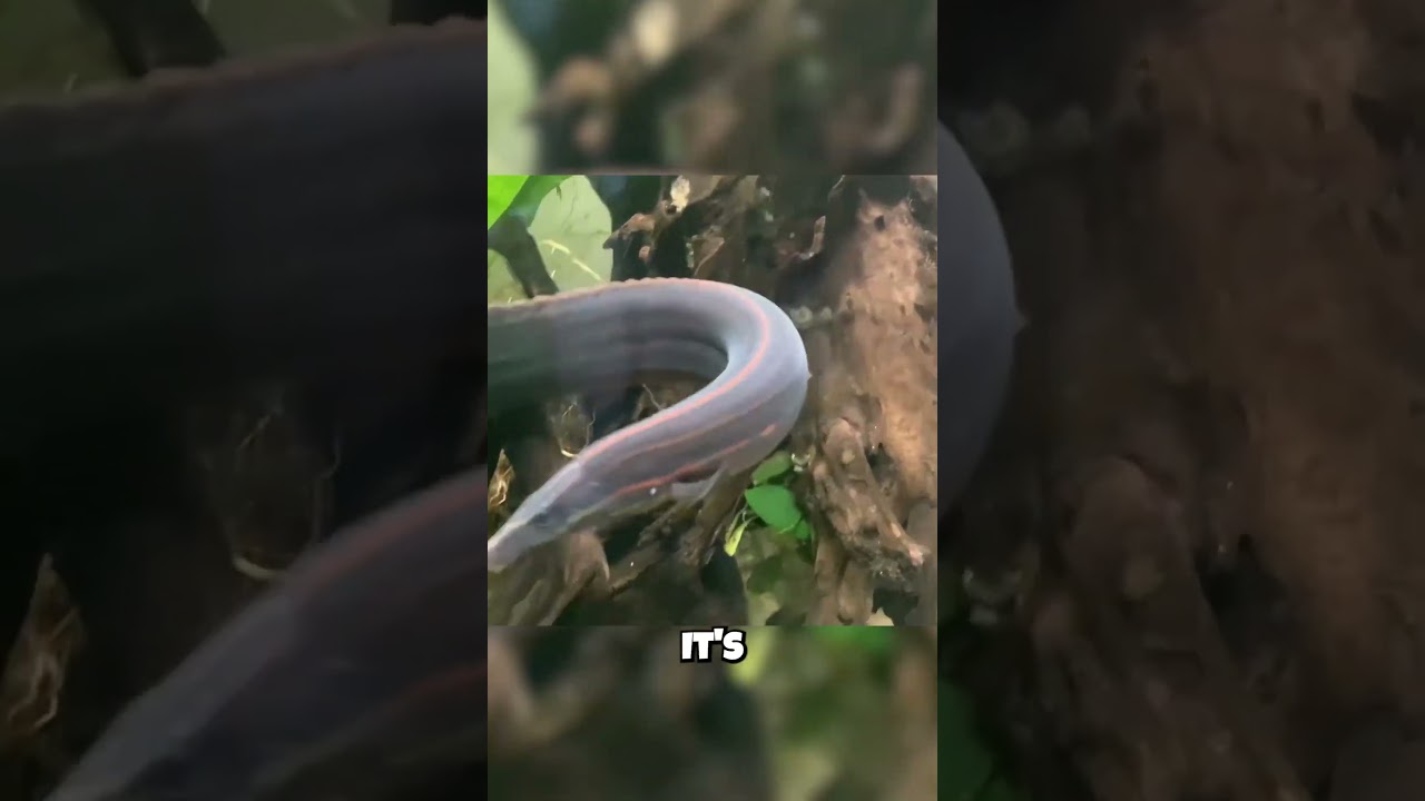 Огненный угорь — это НЕ угорь?! (Это самозванец!) 🤫