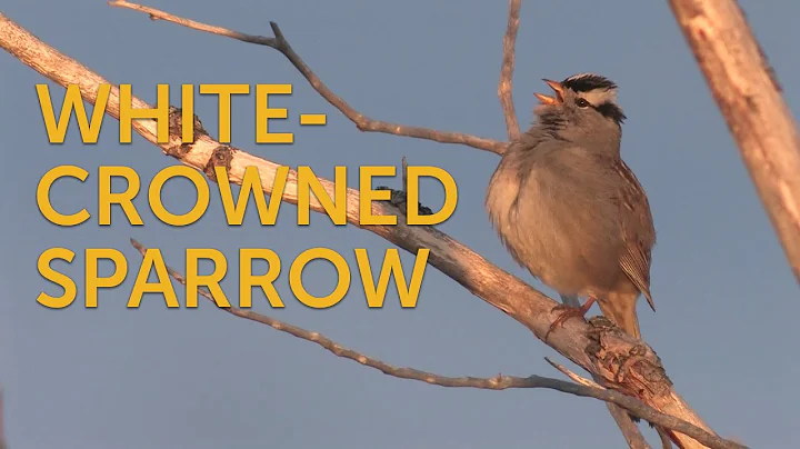 White-crowned Sparrow Song