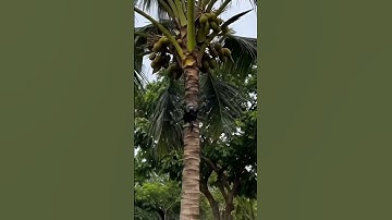 control drone Crash coconut  #velocidrone #drone #djiosmoactio #aivideo #short #shorts