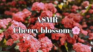 ASMR | Cherry blossom 🌸