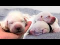 A Cuddly Pile Of Newborn Labrador Puppies!