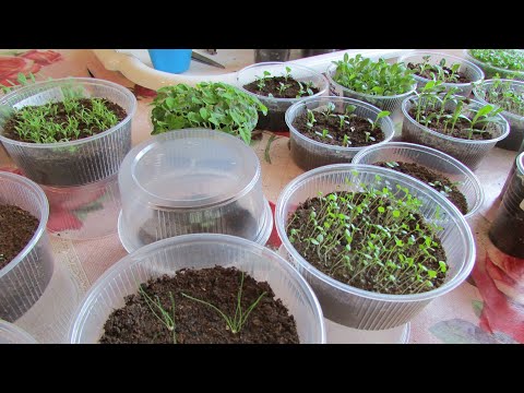 Видео: Размножение амсония семенами: узнайте, как и когда сеять семена амсония