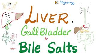 Bile Acids, Bile Salts | Lipid Emulsification | Liver & Gallbladder | GI Physiology & Biochemistry