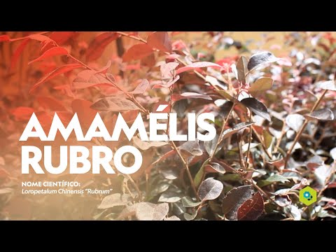 Amamélis rubro - Loropetalum chinensis “rubrum”