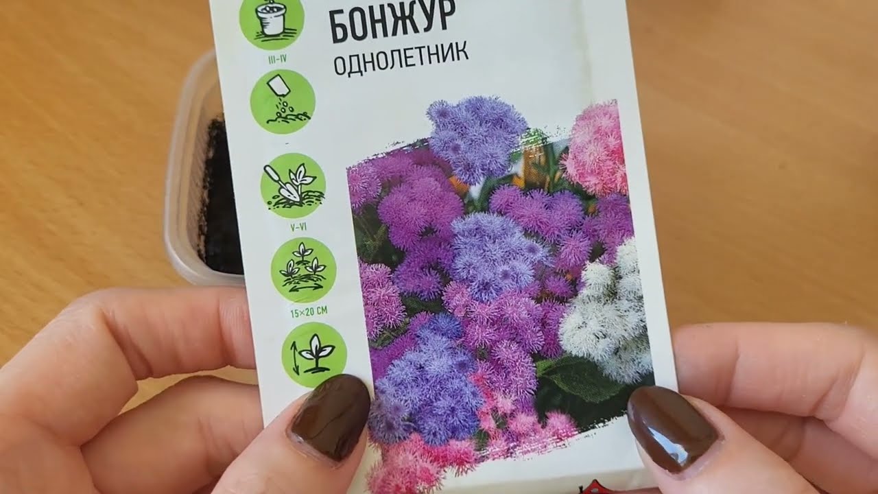 Сею АГЕРАТУМ только ТАК! Всходит ЩЁТКОЙ!