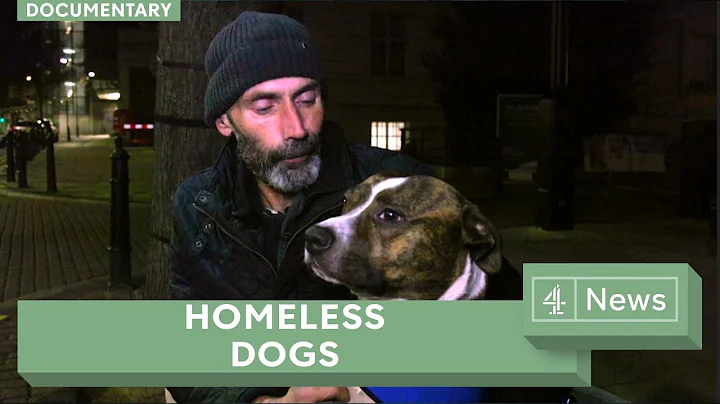 Dogs on the streets: how four-legged friends help the homeless - DayDayNews
