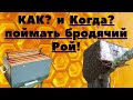 УЖЕ СКОРО!  ЛОВЛЯ БРОДЯЧИХ ПЧЕЛИНЫХ РОЁВ!